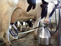 Piensaimniecbas nozares attstbas stratijas projekts. 2007.gads