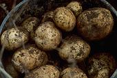 EK dod atauju entiski modifictu kartupeu audzanai Eirop