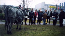 No Daugavas izpeld zil govs