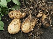 Polij ogad ir zemka kartupeu raa